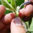soybean breeding